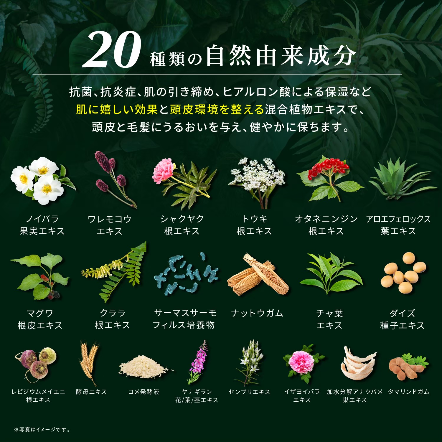 KYOGOKUレ スキャルプセラムシャンプー 185ml 頭皮ケアシャンプー